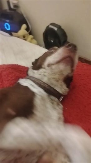 Super cute dog stuff