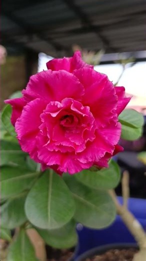 bunga adenium id Red Pink