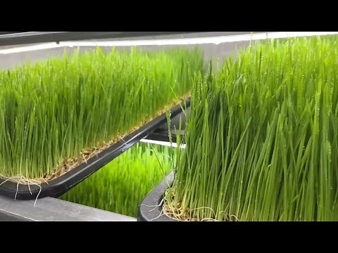 HydroFodder - Fodder System Installation #livestockfeed #hydroponics #foddergrow