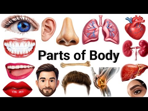 Parts of Body | Human body Parts Name in English with Pictures |