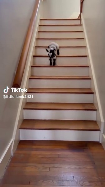 Adorable Baby Lamb Moments