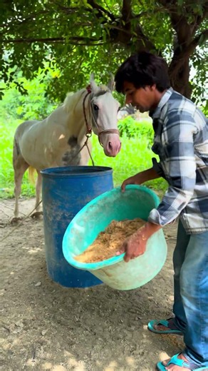 🌧️ What Should a Horse's Diet Be Like in the Rain? | Horse Diet in Rainy Season
