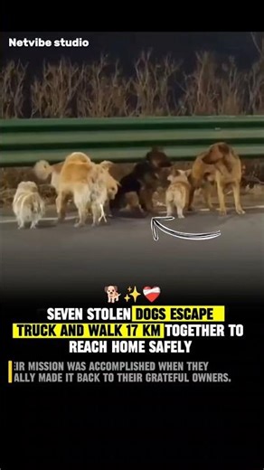 IMPOSSIBLE ESCAPE! 🐕 7 Stolen Dogs Walk 17KM Home Together! #information #dog #hearttouching