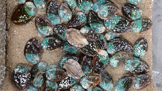 Woman caught poaching endangered abalone, hiding it in her pants: Officials