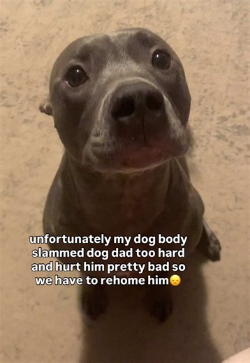 Free to a Good Home: Loving Pitbull Mix Needs Family