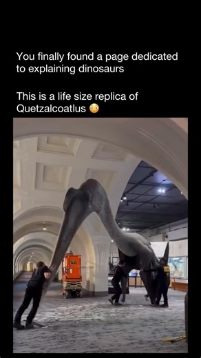 Explaining Dinosaurs on Instagram: "A Quetzalcoatlus was a giant flying reptile that lived about 68–66 million years ago during the Late Cretaceous period. It was not a dinosaur, but a pterosaur, a group of reptiles that flew at the same time dinosaurs lived. Quetzalcoatlus is famous for being one of the largest flying animals ever discovered. Its wingspan is estimated at around 10–11 meters (33–36 feet), about the size of a small airplane. Despite its enormous size, it likely weighed only aroun