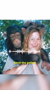 6.6M views · 60K reactions | Travis was a 14 year old monkey that lived among humans. He sat on the table, drank tea, played cards and even made TV commercials. But one day he listened to his instincts and didn’t recognize his human’s best friend, mercilessly attacking her before going after his own human. | The Kiwi | Facebook