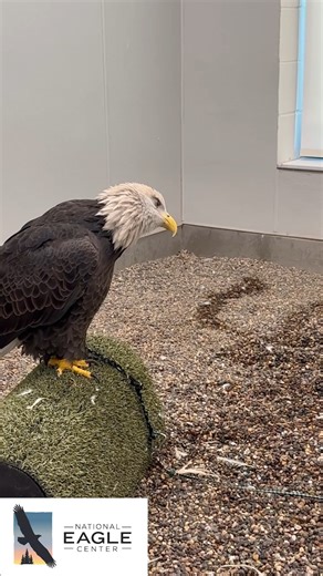 1.8M views · 30K reactions | 礪 Eagle 101: Surprising Facts About...