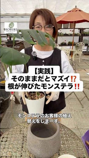 【実践編】モンステラの植え替え‼️ #ほりべ造園 #北海道 #旭川市 #観葉植物 #庭作業 #家庭菜園 #ガーデニング #ガーデニング初心者 #ガーデニングのヒント #剪定 #植え替え #鉢増し