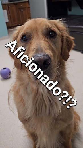 There's something wrong with dad... who records someone pooping? He has penned himself a "poop aficionado," whatever that means.... send help frens. I just want to poop in private! #poop #poopdog #helicopter #funnyaudios #funnyvideos #goldenretriever #funnydogvideos #funnydog #trendingnow #doglife | Finn the Golden Retriever 2020