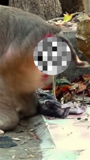 Special video monkey giving birth