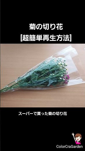 スーパーで買った菊の切り花を挿し木で増やす超簡単な方法 ＃Shorts
