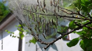 Yponomeuta padella (garden ermine). A butterfly in the caterpillar stage. Former name hawthorn moth. It feeds on rowan, boxwood, hawthorn, rowan, and plum trees. It is also known as the cherry ermine.