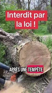 Cutting up a fallen tree: Legal or theft? #wood #trees #tree #forest #forests #theft #crime #police