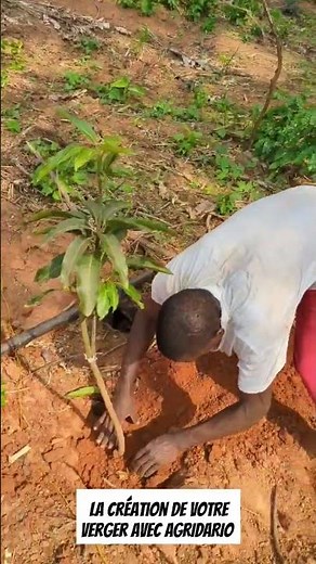 how to plant a mango tree (comment planter un manguier 🥭.)