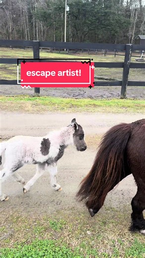 Colt Escapes at Dandelion Blue Farm