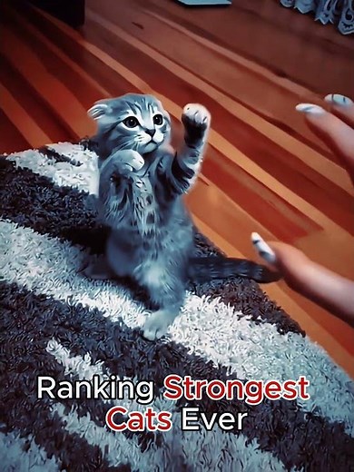 Ranking Top 5 Strongest Cat Breeds