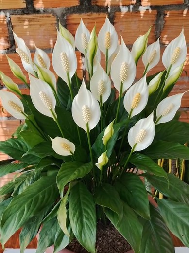 uma colher desse líquido vai fazer suas plantas florescerem muito #plantas #zamioculcas