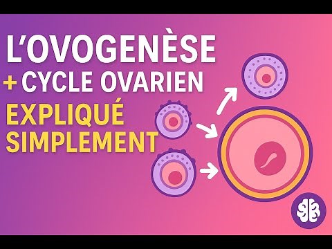 Oogenesis and the ovarian cycle