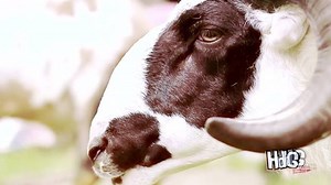 Hey Domba Garut,   !!! Seni Ketangkasan Adu Domba Garut by New...