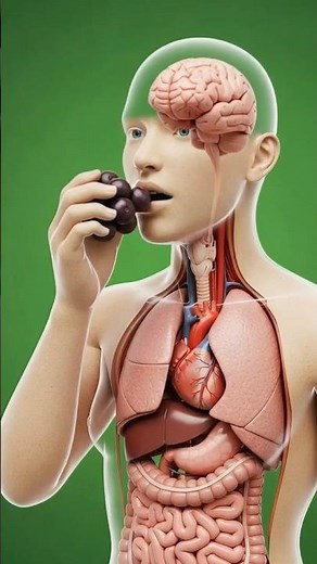 What happens to the body after taking Acai Berries? 🫐 Benefits, antioxidants, and possible risks