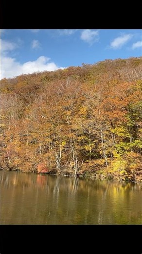 青森県十和田市 蔦沼の紅葉 #観光スポット #旅行 #music #観光 #fomare #fall #蔦沼 #紅葉