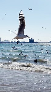 Seagulls flocking to the coast have become a famous seasonal sight in Qingdao, east China's Shandong Province, attracting locals and tourists to feed them and admire the sight of the wintering birds flying against the backdrop of blue skies and crashing waves. Every year, around 100,000 seagulls arrive in Qingdao to spend the winter. #EcoFuture #2024ChinaAgenda | China Plus America