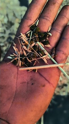 Traditional Way of Grain Cleaning 💪🌾 #graincleaning #krishnavillage_vlogs #farming #shorts