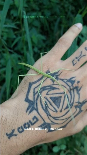 Walking Stick Insect | Nature's Master of Camouflage 🌿
