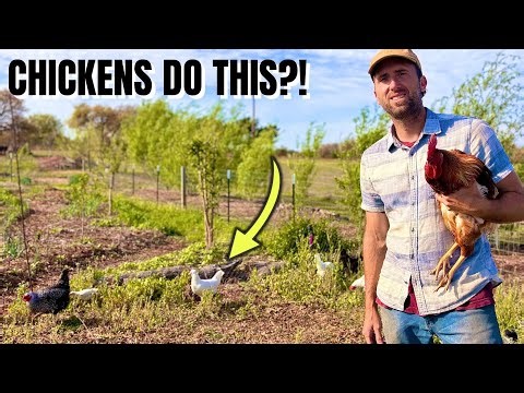 Mini Food Forest Tour 🌱 | How Chickens Feed My Garden (and Themselves)