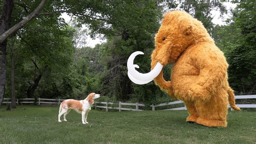 Cute Puppy Faces Giant Woolly Mammoth Surprise Prank