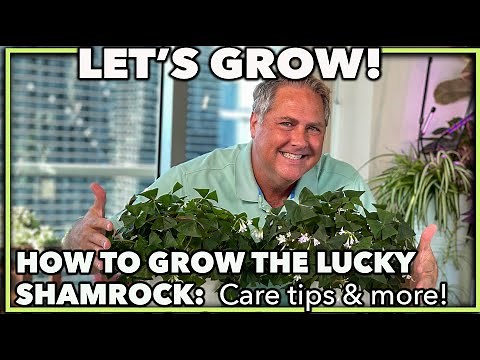 HOW TO GROW THE LUCKY SHAMROCK PLANT (Oxalis regnellii): Professional care tips and more!
