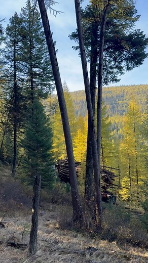 193K views · 1.4K reactions | Mess around and find out | Logging Uncensored | Facebook