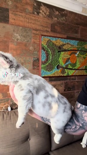 Fluffy Lilac Merle Frenchie Characteristics