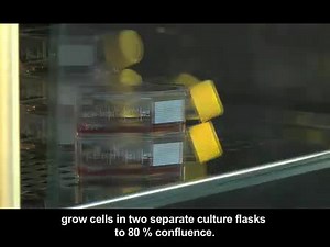 Cell Electrofusion Visualized with Fluorescence Microscopy