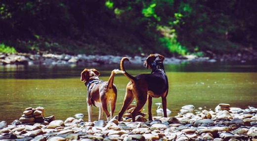 Dogs can successfully sniff, detect when humans are under stress, says study