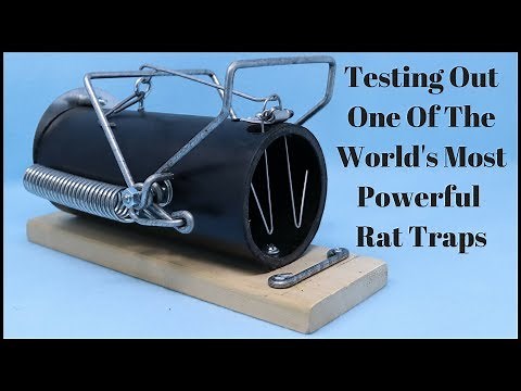 Testing Out One Of The World's Most Powerful Rat Traps - Ouell 3-10 - Mousetrap Monday