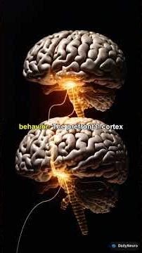 The Role of the Prefrontal Cortex in Decision-Making Processes