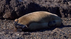Sea Elephant Walking On Coast Stock Footage Video (100% Royalty-free) 3716727169 | Shutterstock