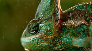 Free stock video - Chameleon in rainforest shot at 1000fps