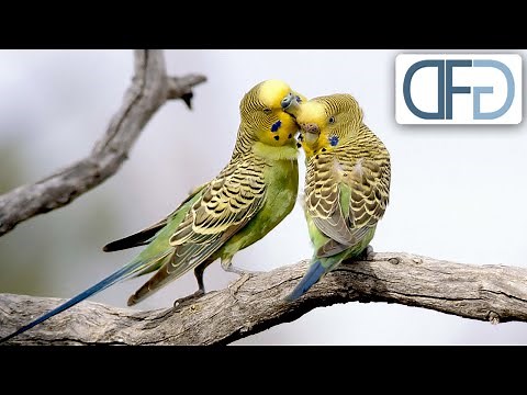 Australien - Heimat der Wellensittiche | Tiere vor der Kamera (1983) | Folge 12/57