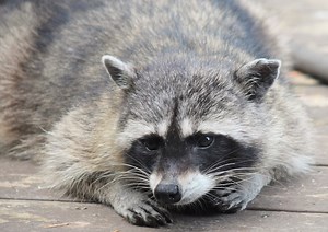 Raccoon roundworm cases investigated in Los Angeles County