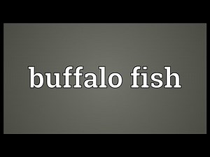 Buffalo fish Meaning
