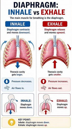 Diaphragm Movement: Inhale vs Exhale | TEAS 7 Science