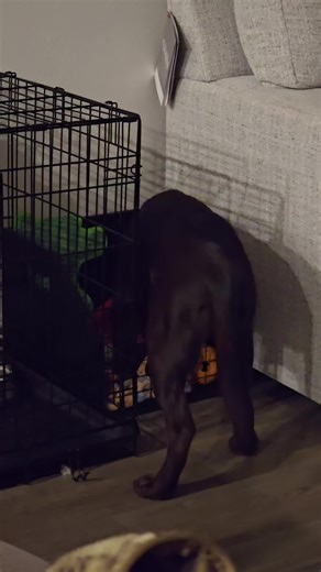 Tonight's toy of choice is..... #lenathelab #labradorretriever #PUPPY #chocolatelab #toys