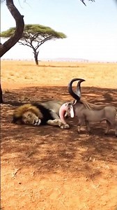 😂 Warthog vs Lion Funny Moments 🦁🐗 #funnyanimals #prank #comedy