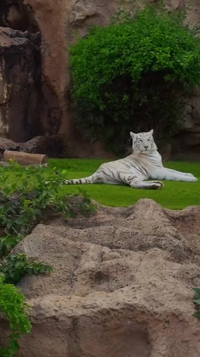 Best Top 10 Must Visit Zoos in the United States for 2023 #shortsvideos #trendingreels #infiveminutes #5Best#10best#zoosinamerica #usazoos#zoolife#wildlifeencounters #zooadventures#animalconservation#zooexploration#zooanimals#zootravel#familyfun https://www.youtube.com/shorts/bGd_jOvaRqE | IndoPacific Report
