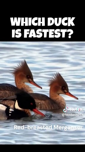 Discover the Fastest Duck in the World