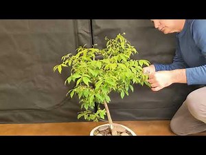 Burning Bush Bonsai - First Spring Growth, Pruning and Update