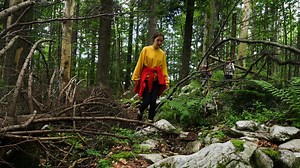Young women hiking through the forest - Free Stock Video